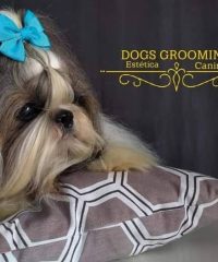 Dogs Grooming