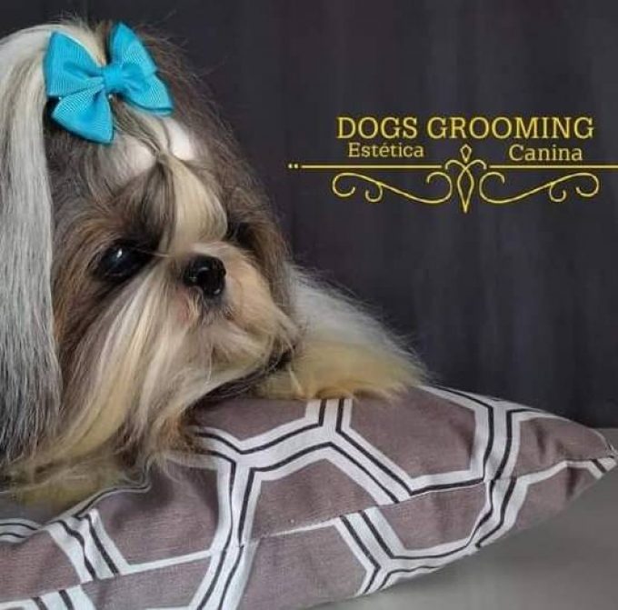 Dogs Grooming