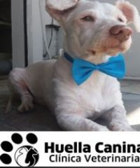 Huella Canina Clinica Veterinaria